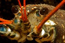 Lobster © Mike Deaton